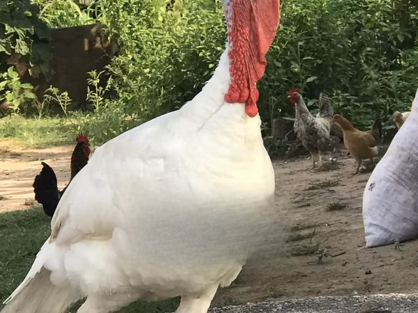 Turkeys