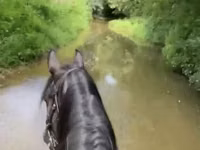 Farasi jike, Przewalski's horse — picha 3
