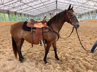 Farasi jike, Appaloosa — picha 1