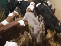 牛只（批次，未指定性别）, Cattle — 照片 5