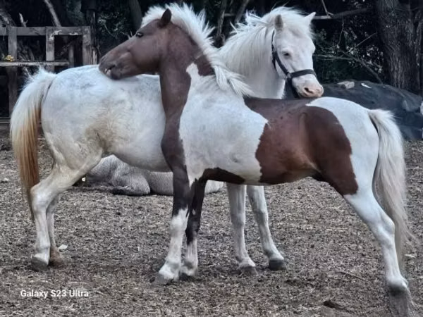 Mare, Welsh Mountain Pony