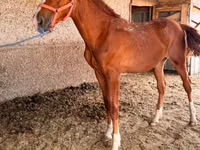 Horse (M), Anglo-Arabian — photo 3