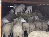Ram, Merinoland sheep — photo 3