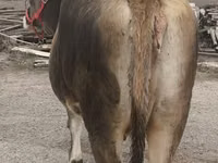 Kuh, Swiss cattle — Foto 7