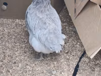 Australorp — Foto 3