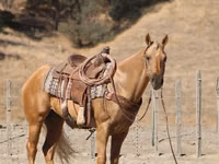 حصان, Quarter Horse — الصورة 6