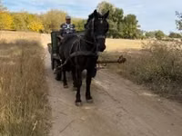 Caballo, Caballos — foto 3