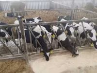 Корова, Галловейская корова — фото 8