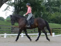 Farasi dume, Percheron — picha 8