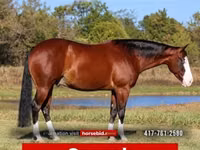 公马, Quarter Horse — 照片 1