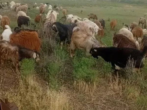 母山羊, Goats