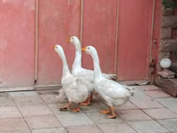 Geese — picha 4