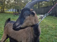 Ziege, Alpine goat — Foto 5