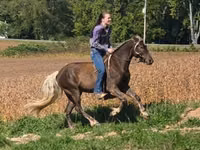 حصان, Friesian — الصورة 8