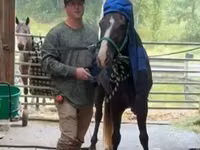 Hengst, Rocky Mountain Horse — Foto 5