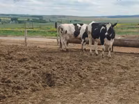 Cow, Russian Black pied cattle — photo 4