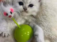 Interaktiv pişik oyuncağı – yellənən siçanlı balans topu - Dizayn — foto 5