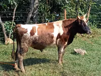 Bulle, Rinder — Foto 1