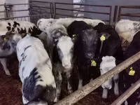 Ng'ombe dume, Russian Black pied cattle — picha 2