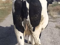 Ng'ombe jike, Russian Black pied cattle — picha 2