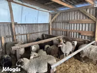 كبش, Merino sheep — الصورة 4
