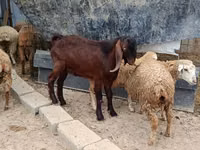 公山羊, Damask goat — 照片 1