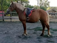 Farasi jike, Haflinger — picha 3