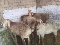 Dume la kondoo, Rhon sheep — picha 8