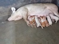 Cerdos (lote, sexo no especificado) — foto 4
