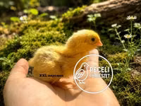 Quails — picha 2