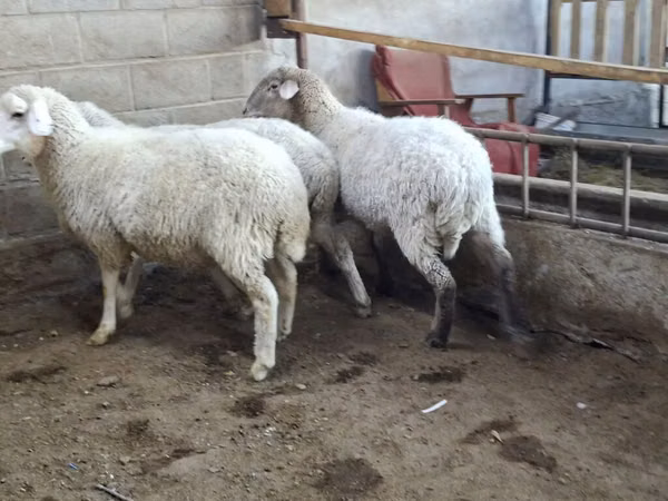Sheep, Merino sheep