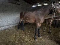 Yegua, Caballos — foto 4