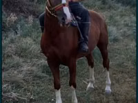 Horse (M), Tatar horse — photo 1
