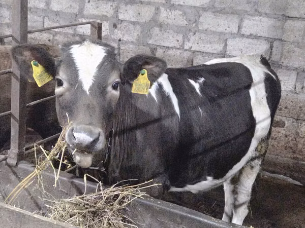 Cow, Holstein breed