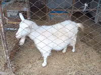 बकरी, Saanen goat — फ़ोटो 2