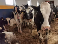 Ng'ombe dume, Simmental cattle — picha 6