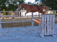 Farasi dume, Welsh Cob — picha 1