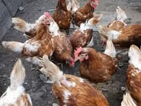 Chickens — picha 1