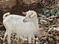 Cabra, Cabras — foto 2