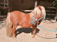 Hengst, Shetland Pony — Foto 3