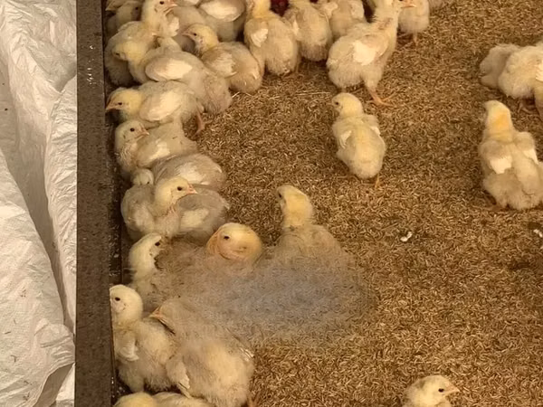 Chickens
