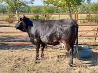 Cow, Brown Carpathian breed — photo 4