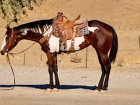 فرس, National Show Horse — الصورة 5