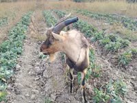 Mbuzi dume, Italian Alpine goat — picha 1