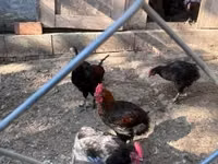 Marans — Foto 8