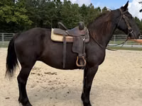 Farasi jike, Percheron — picha 5