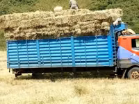Bhoma Rhodes Hay & Seeds, Lucerne Hay & Seeds, Baled Full Corn Silage — फ़ोटो 3