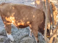 Toro, Raza gris húngara — foto 1