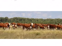 母牛, Holstein breed — 照片 5