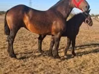 घोड़ा, Percheron — फ़ोटो 2